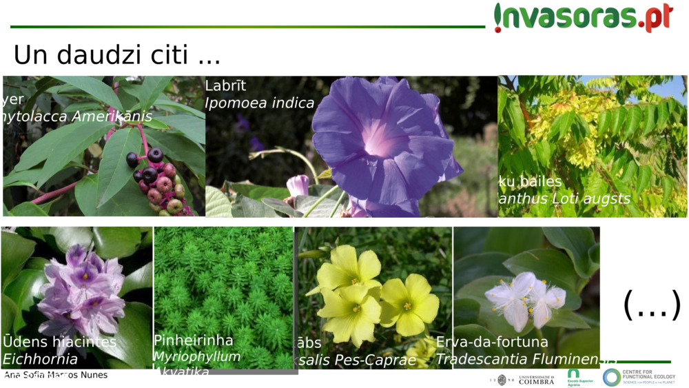 Un daudzi citi ...