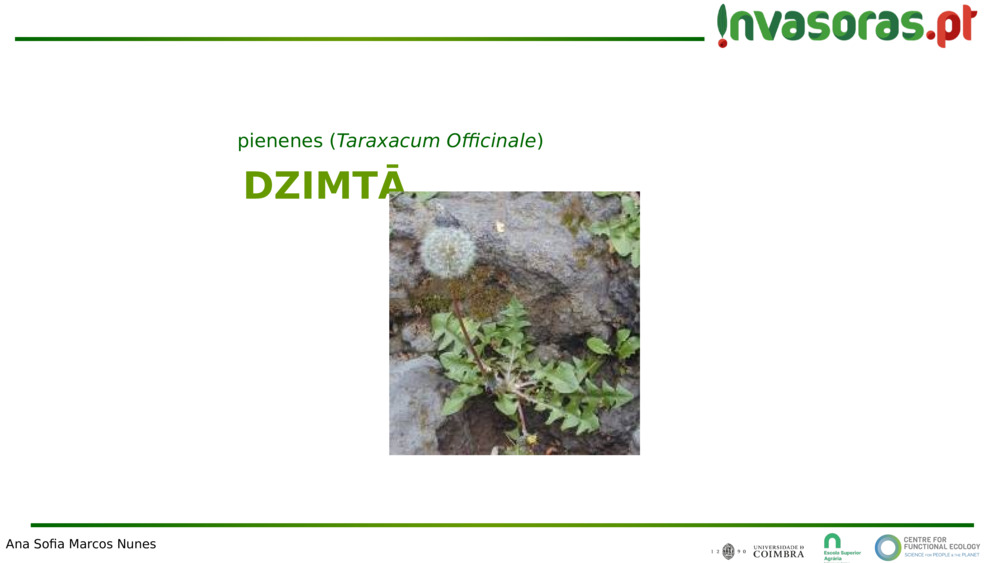 DZIMTĀ