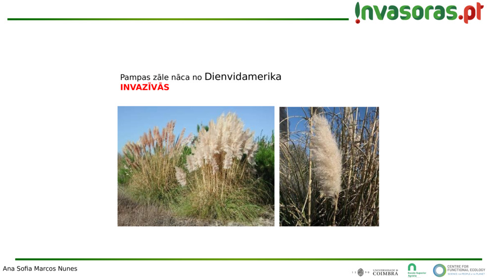Pampas zāle nāca no 