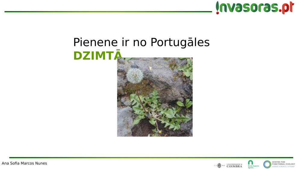 Pienene ir no Portugāles