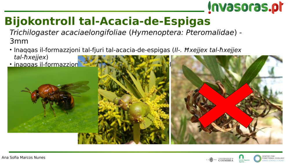Trichilogaster acaciaelongifoliae