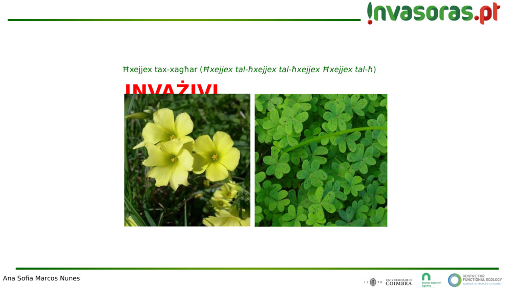INVAŻIVI