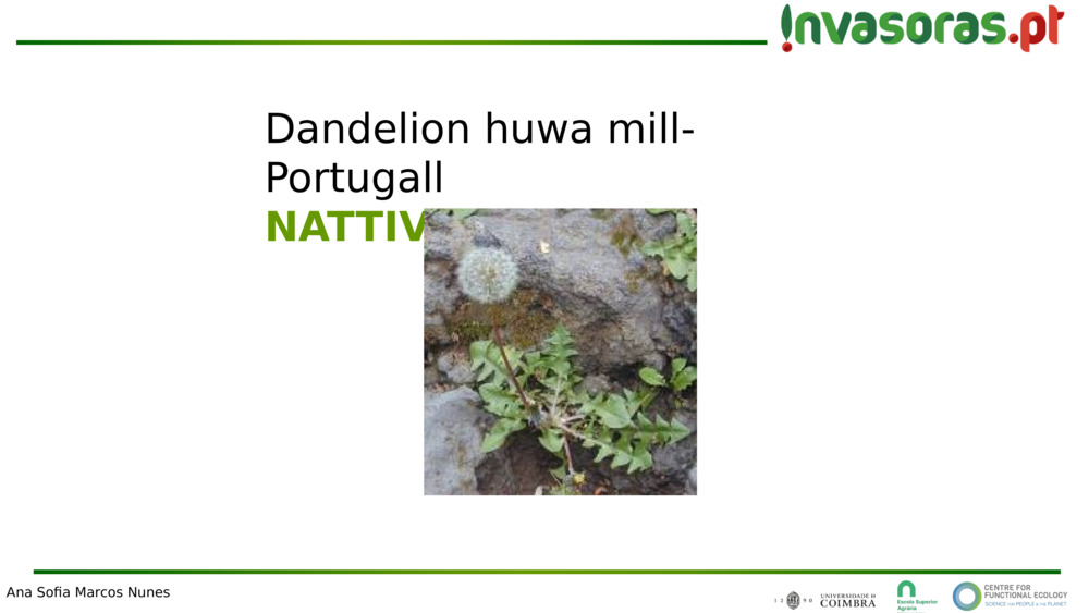 Dandelion huwa mill-Portugall