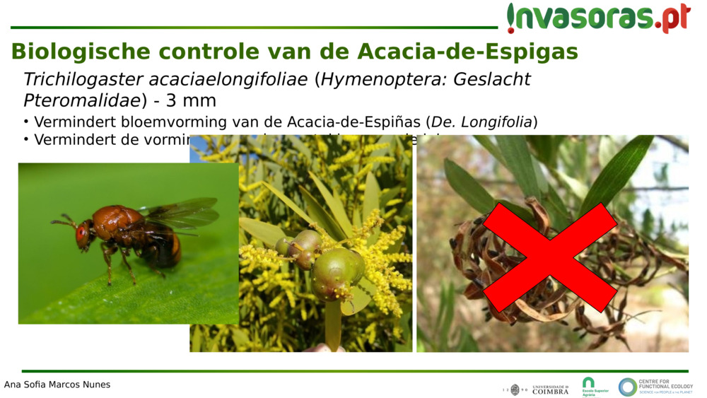 Trichilogaster acaciaelongifoliae