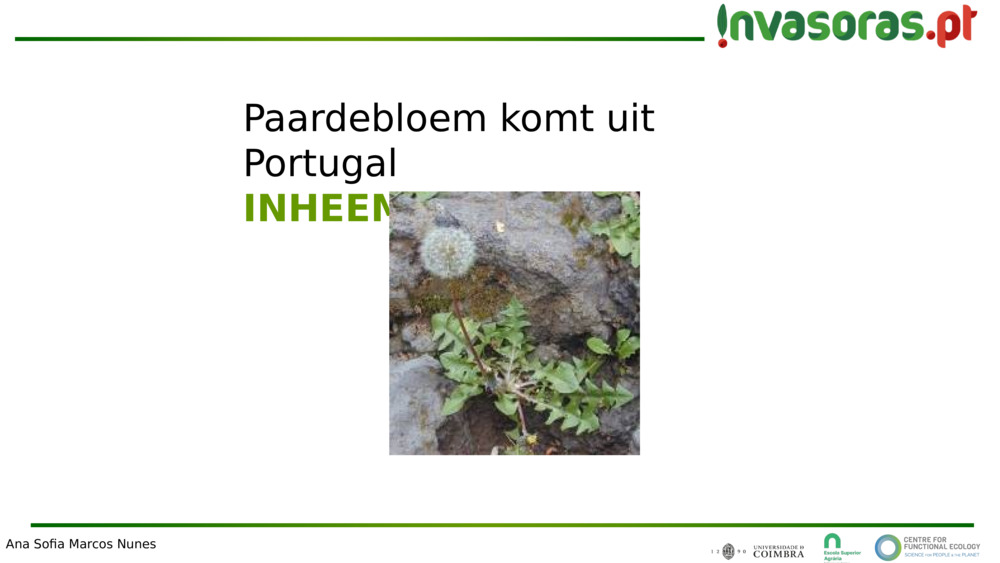 Paardebloem komt uit Portugal