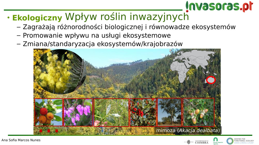 mimoza (