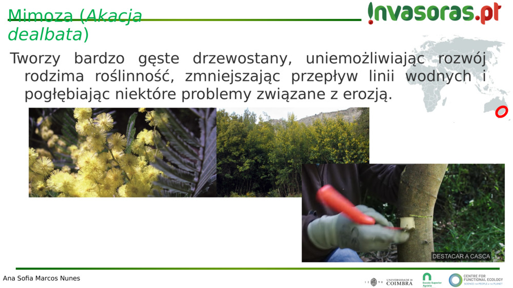 Mimoza (