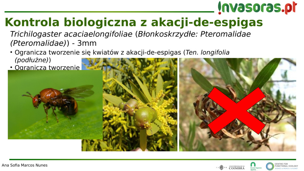 Trichilogaster acaciaelongifoliae