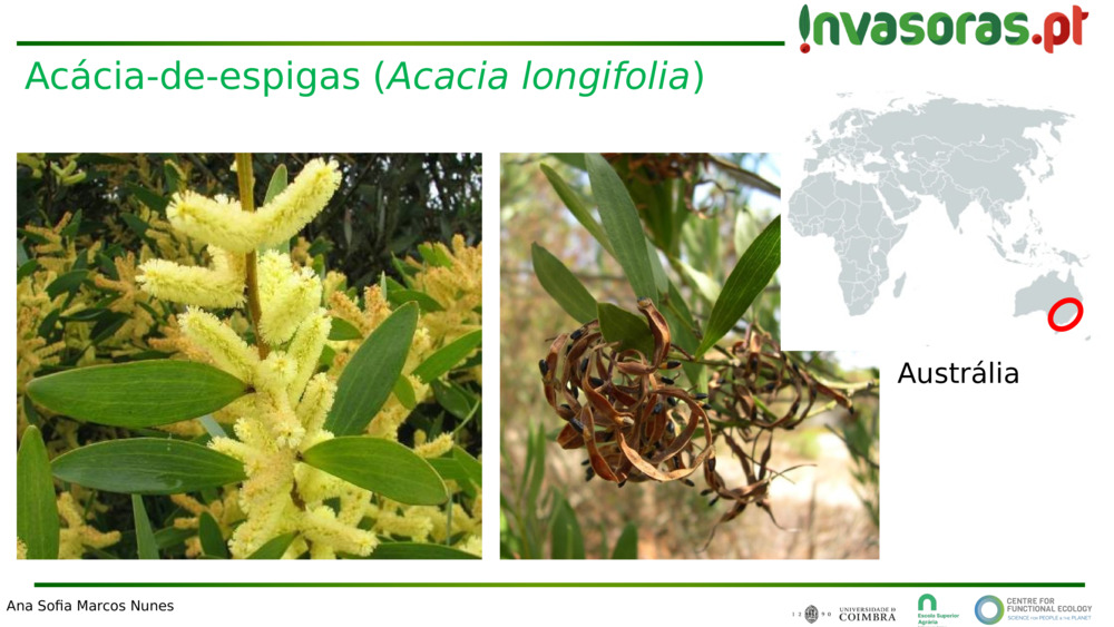 Acácia-de-espigas (