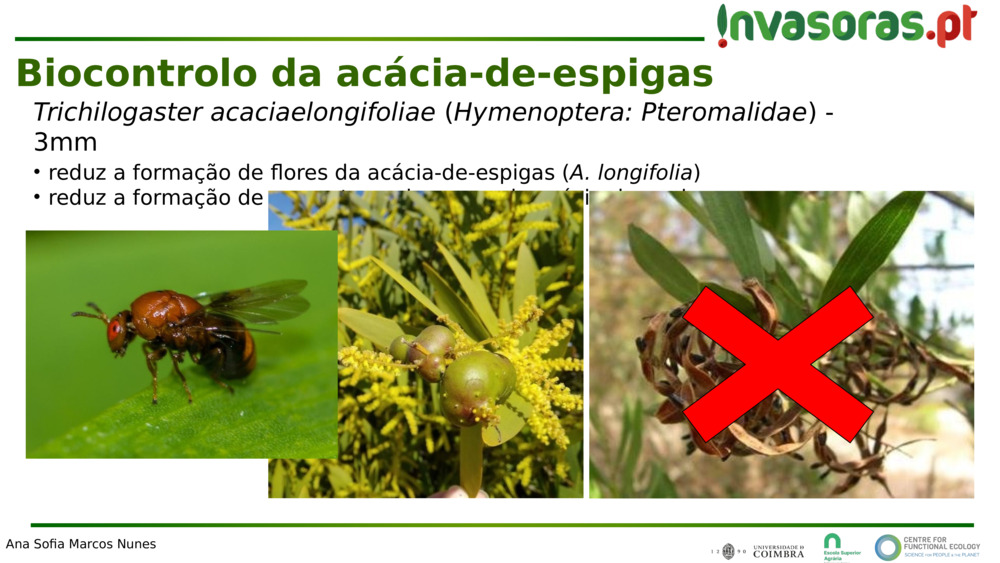 Trichilogaster acaciaelongifoliae