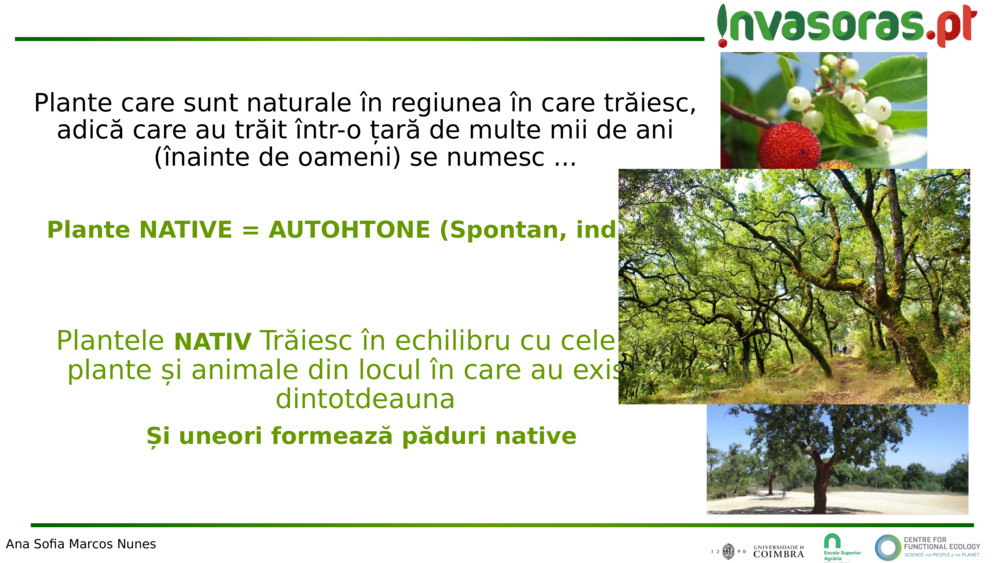 Plante care sunt naturale în regiunea în care trăiesc, adică care au trăit într-o țară de multe mii de ani (înainte de oameni) 