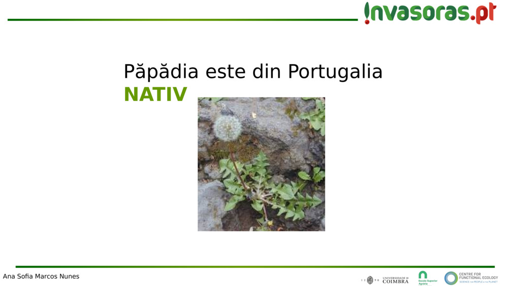 Păpădia este din Portugalia