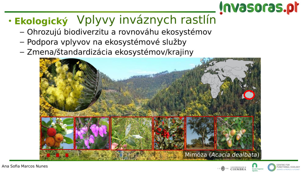 Mimóza (
