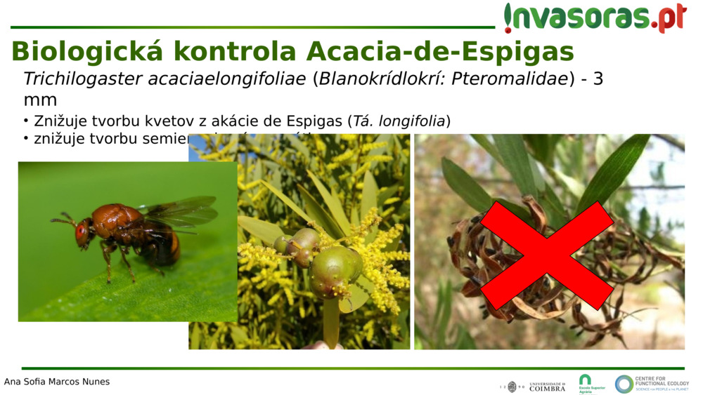 Trichilogaster acaciaelongifoliae