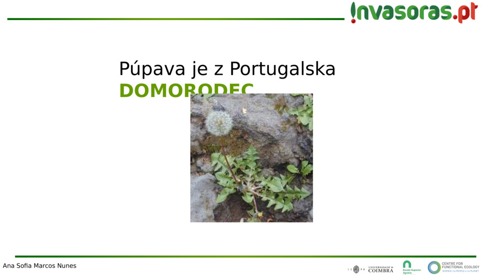 Púpava je z Portugalska