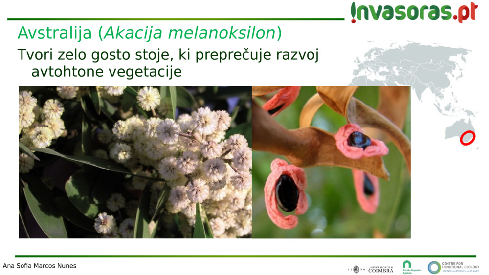 Avstralija (