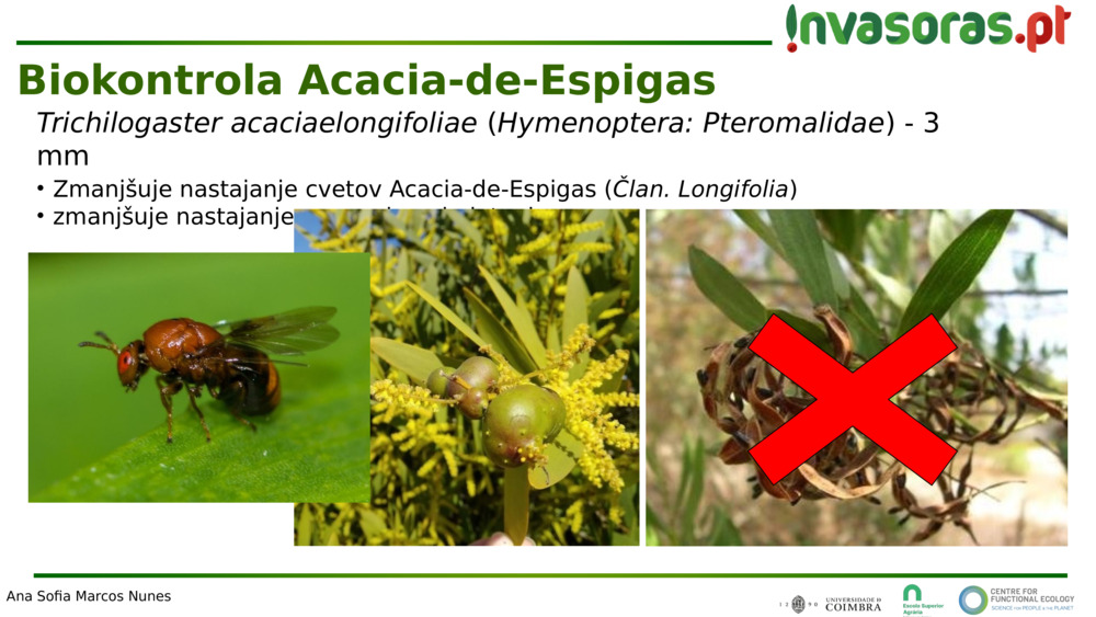 Trichilogaster acaciaelongifoliae