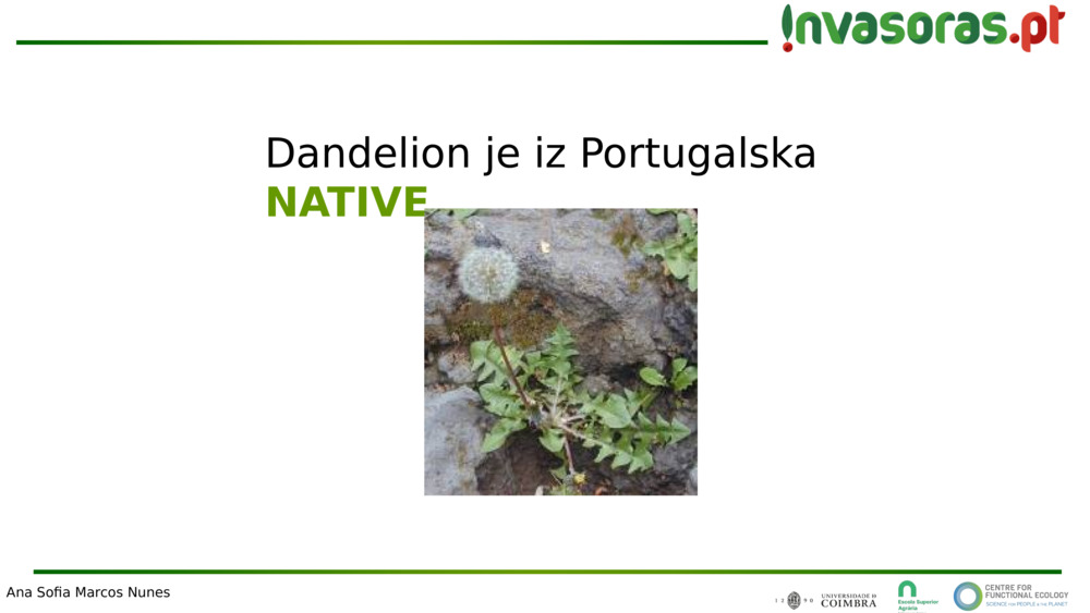 Dandelion je iz Portugalska