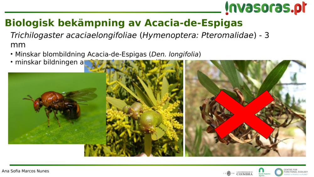 Trichilogaster acaciaelongifoliae