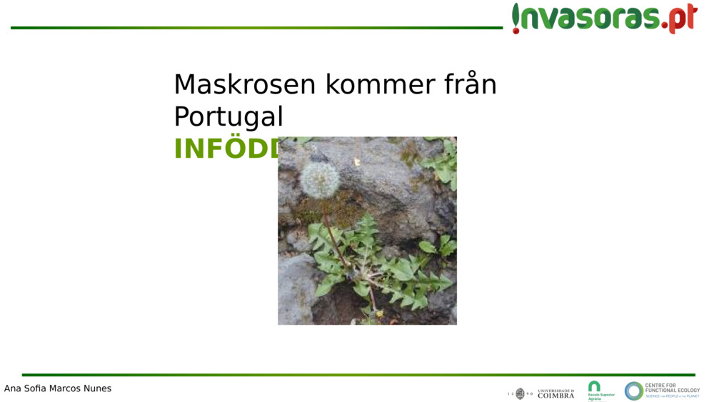 Maskrosen kommer från Portugal