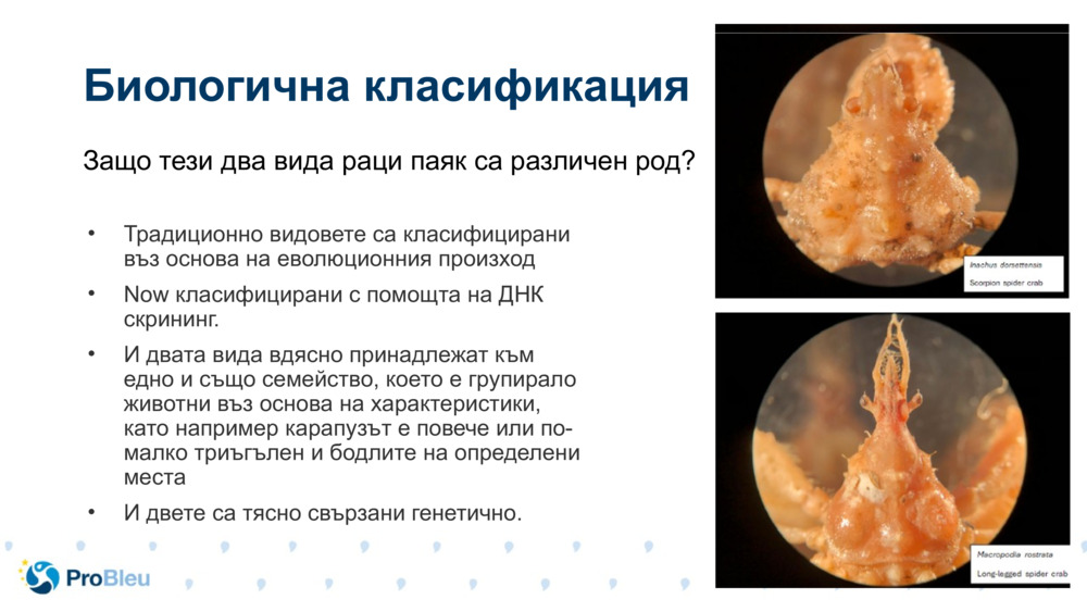 Биологична класификация 