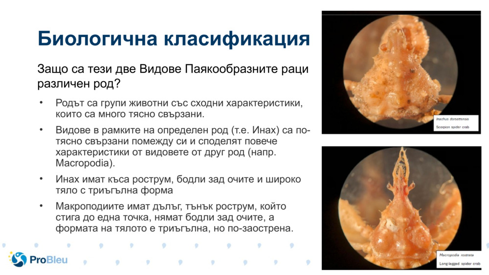 Биологична класификация 
