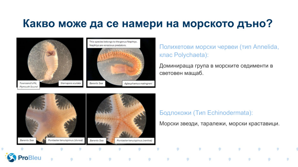 Полихетови морски червеи (тип Annelida, клас Polychaeta):
