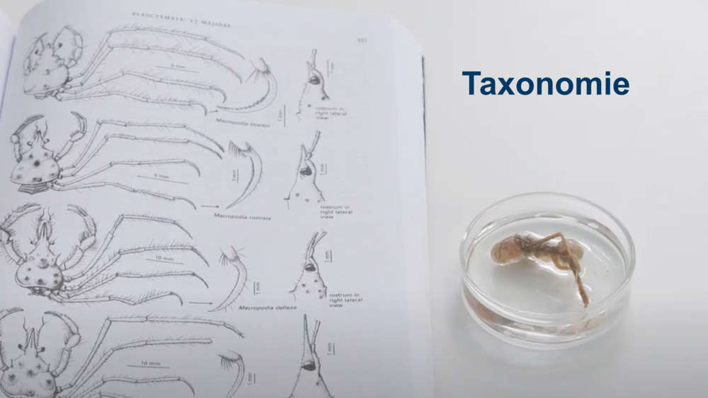 Taxonomie