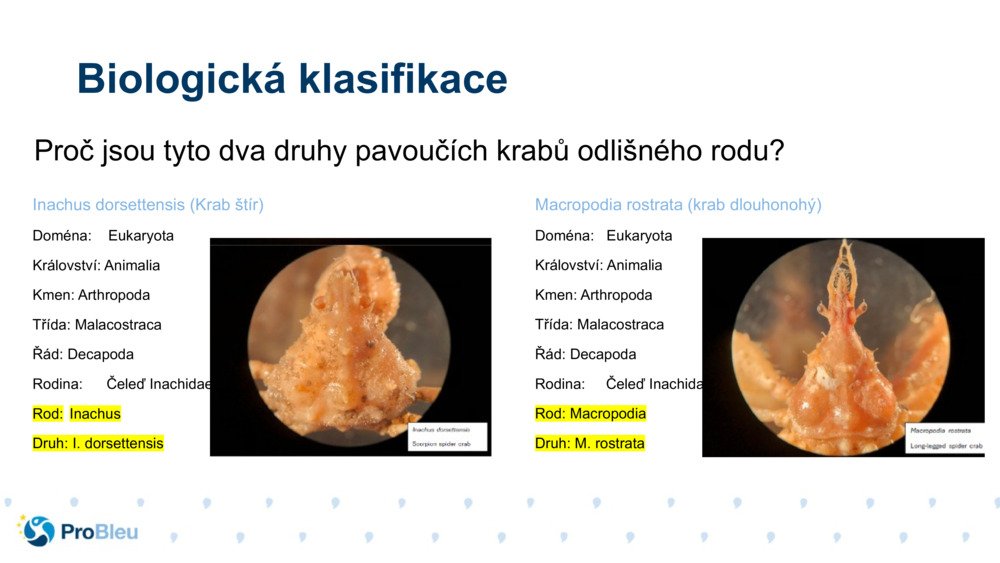 Inachus