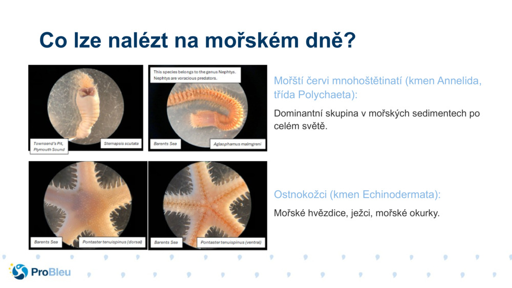 Mořští červi mnohoštětinatí (kmen Annelida, třída Polychaeta):
