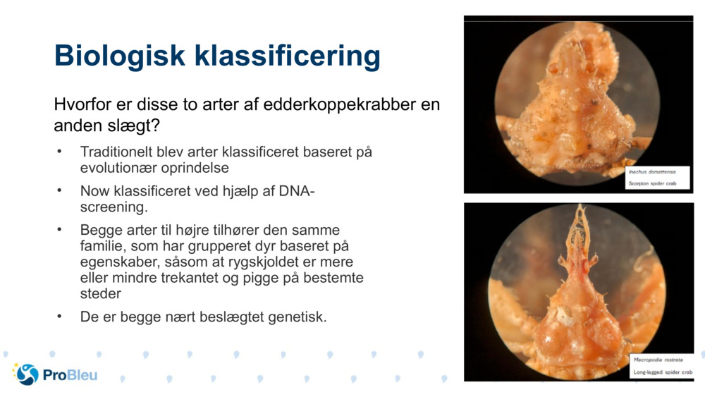 Biologisk klassificering 
