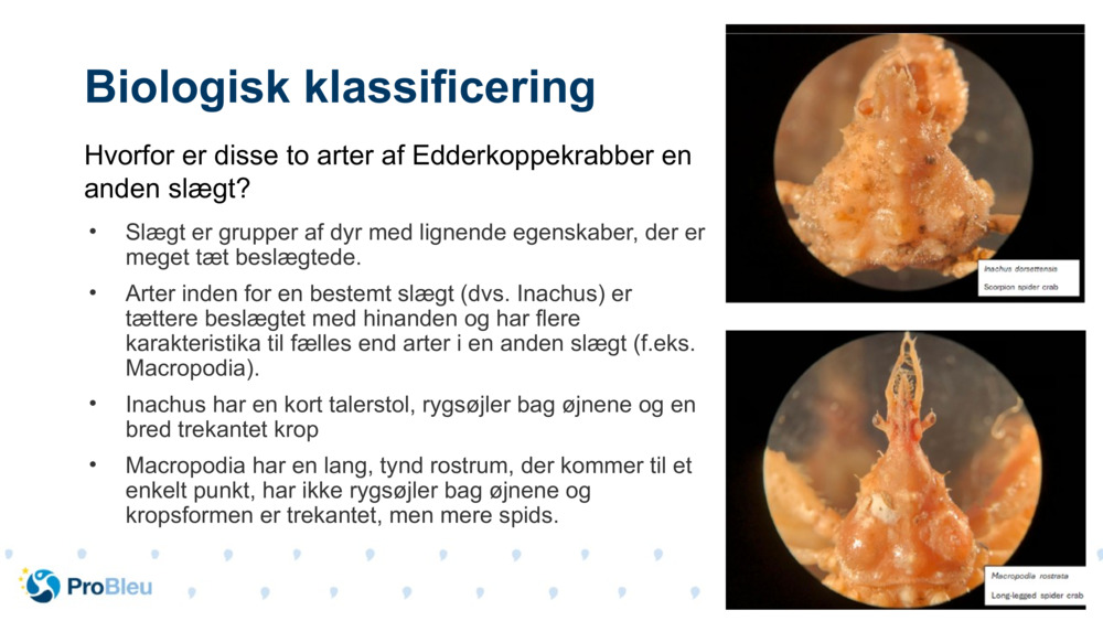 Biologisk klassificering 