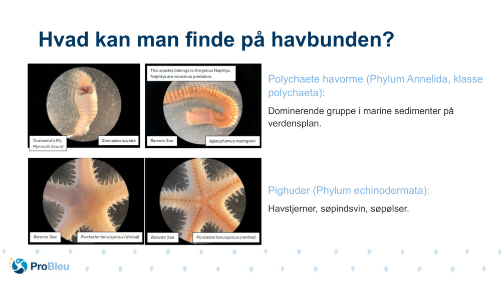 Polychaete havorme (Phylum Annelida, klasse polychaeta):