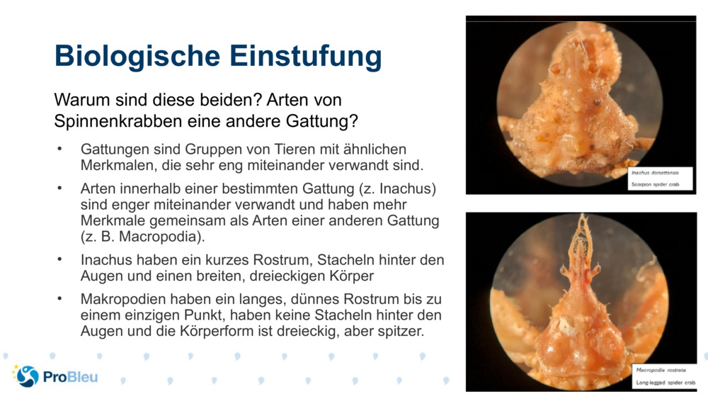 Biologische Einstufung 