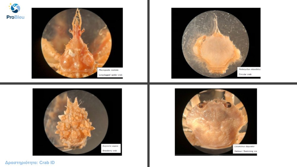 Δραστηριότητα: Crab ID
