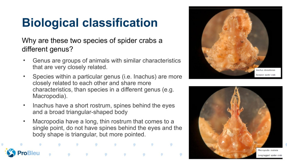 Biological classification 