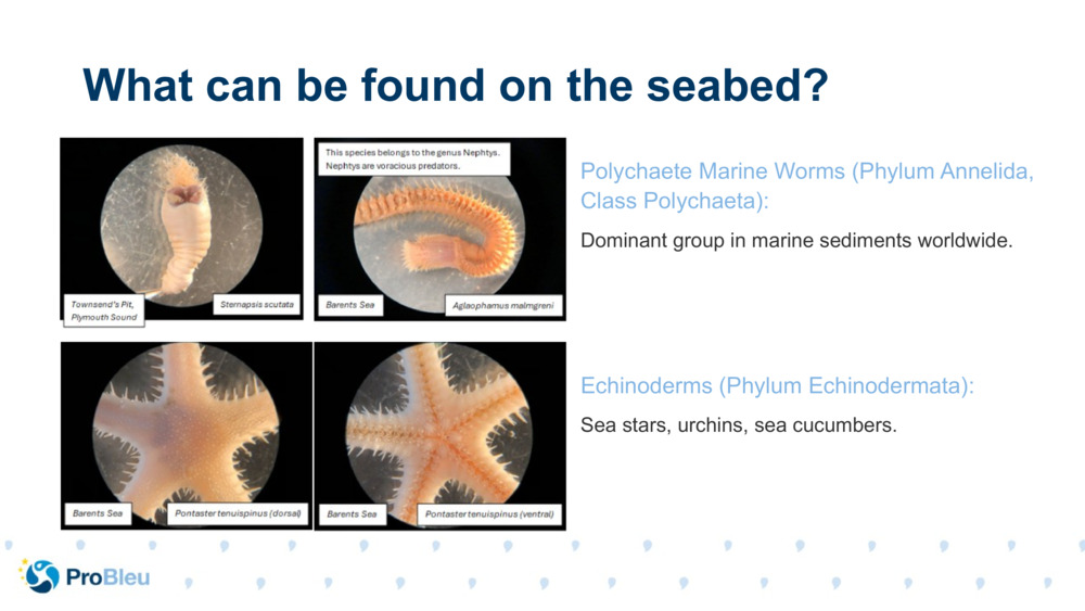 Polychaete Marine Worms (Phylum Annelida, Class Polychaeta):