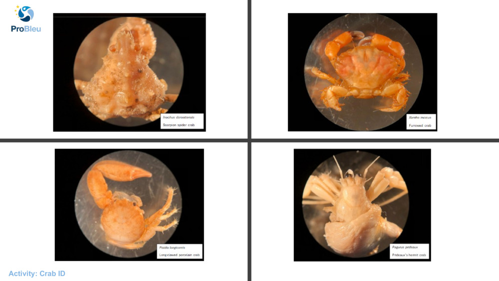 Activity: Crab ID