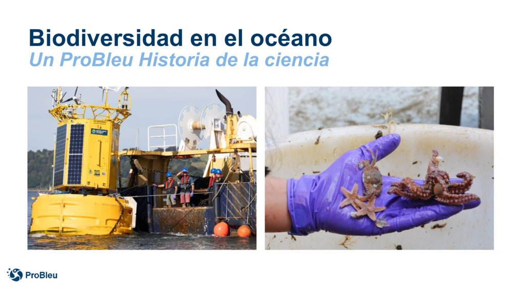 Biodiversidad en el océano
