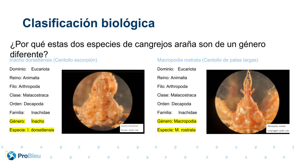 Ínacho