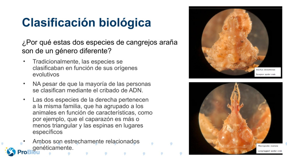 Clasificación biológica 