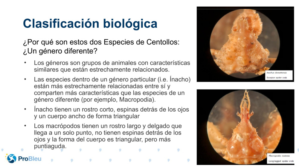 Clasificación biológica 