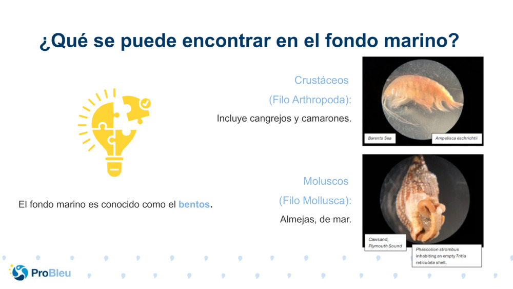 Moluscos 