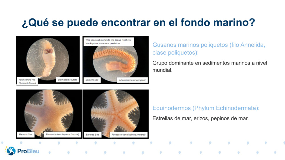 Gusanos marinos poliquetos (filo Annelida, clase poliquetos):