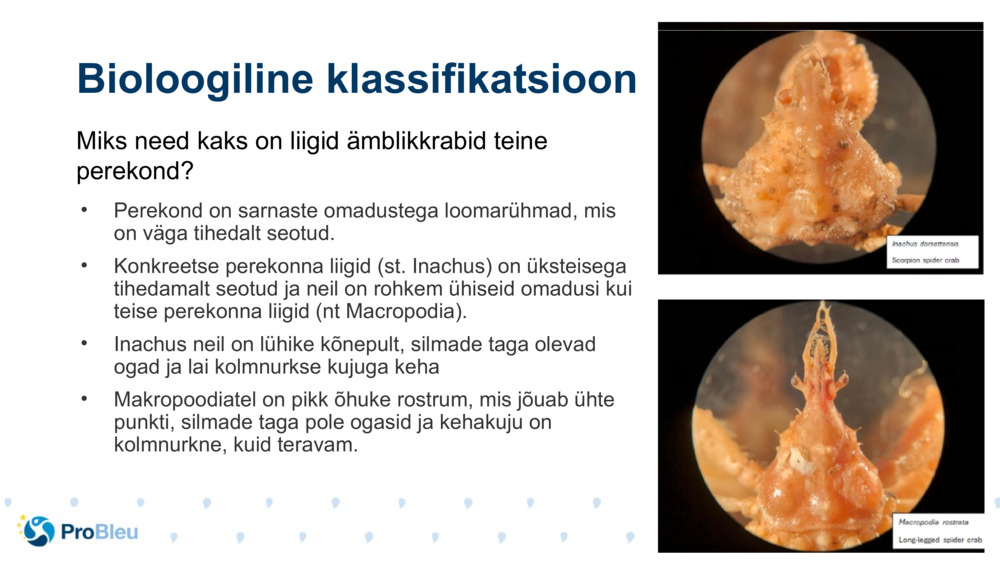 Bioloogiline klassifikatsioon 