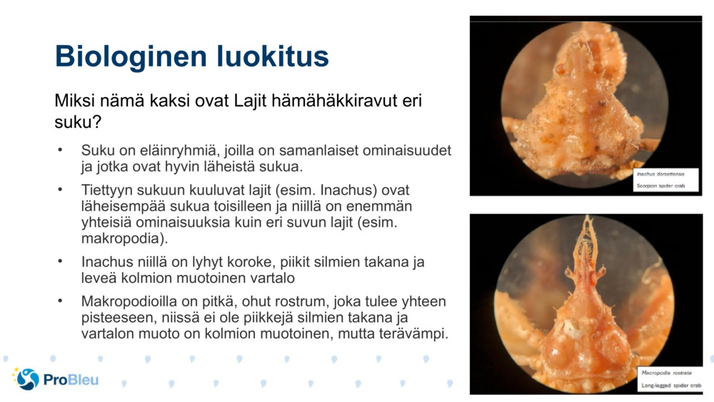 Biologinen luokitus 