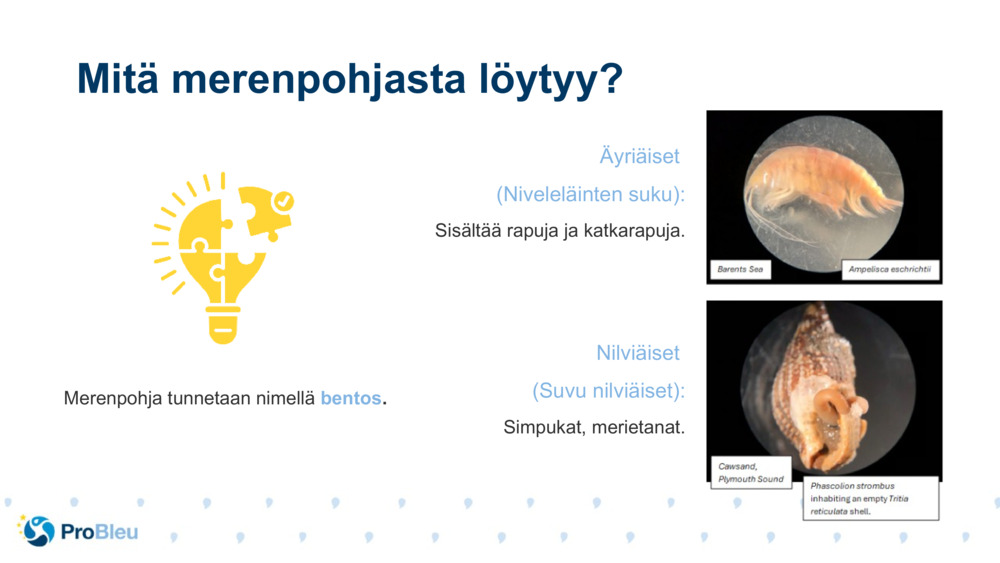 Nilviäiset 