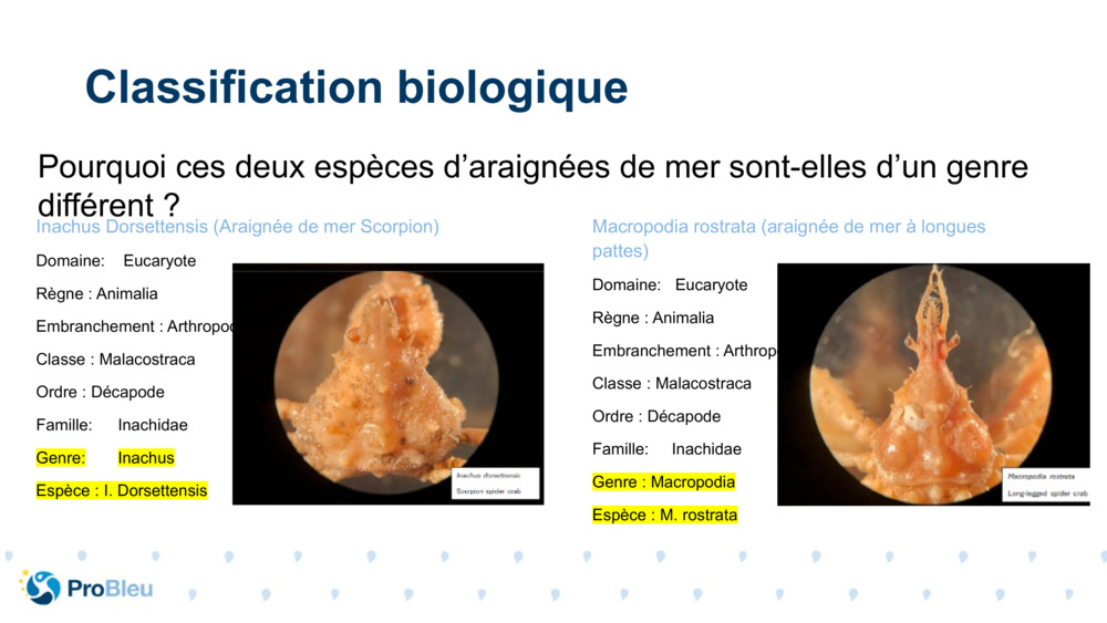 Inachus