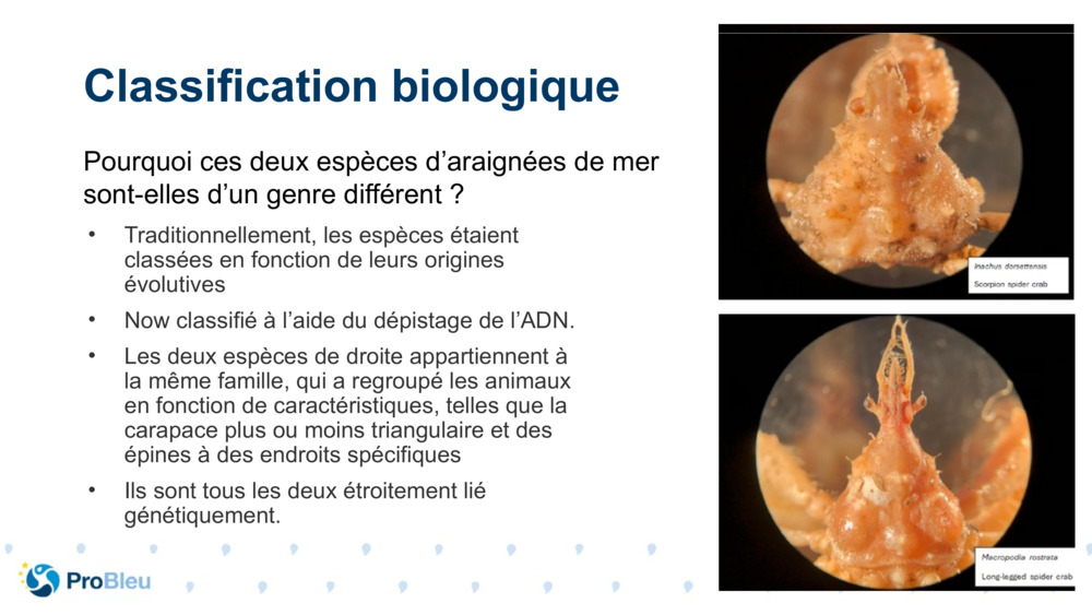 Classification biologique 