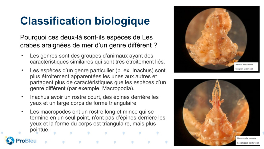 Classification biologique 